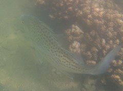 Pomadasys commersonnii