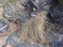 Muhlenbergia elongata