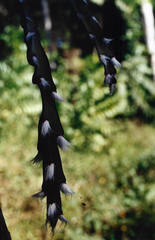 Lepismium cruciforme