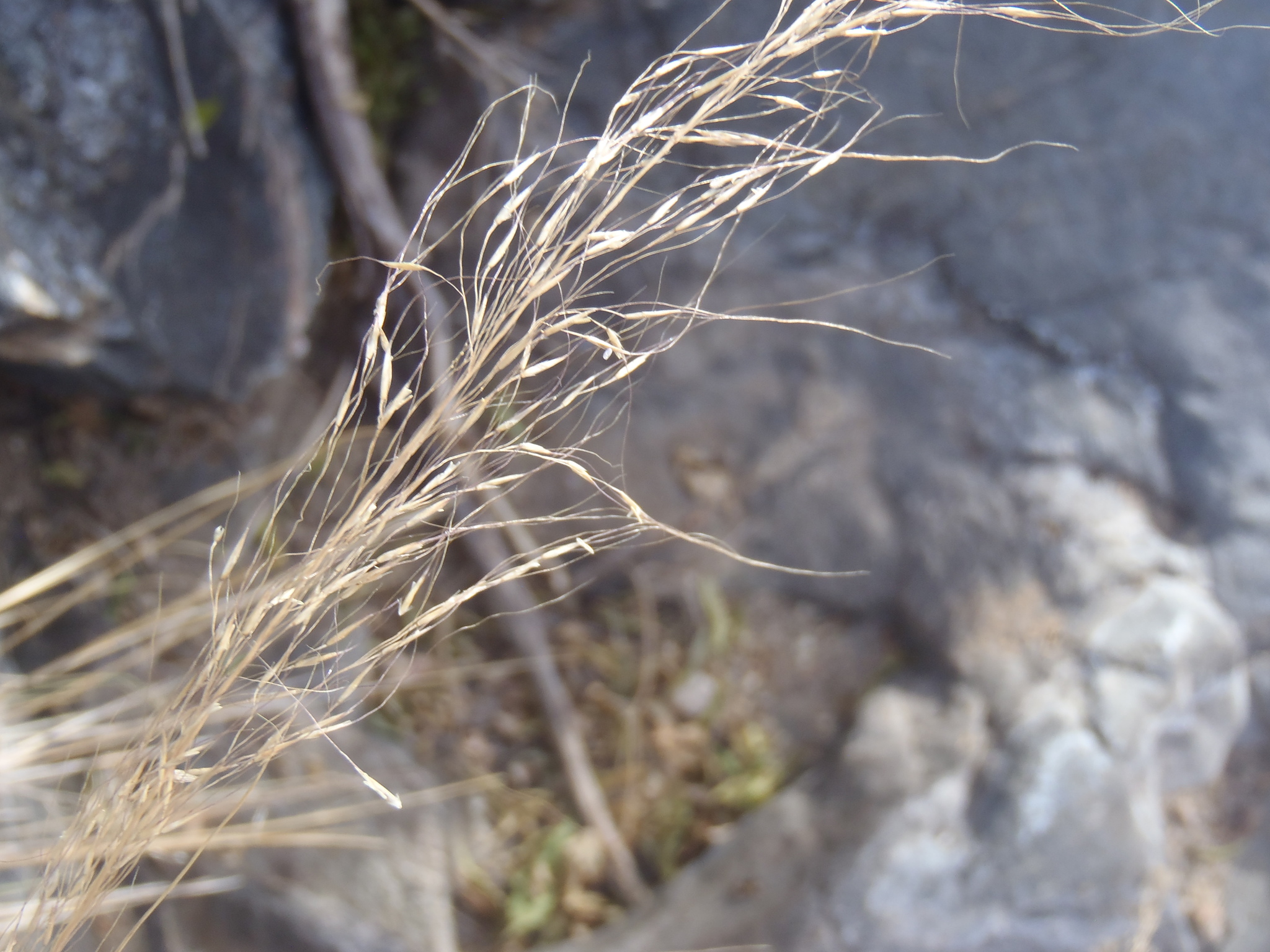 Muhlenbergia elongata