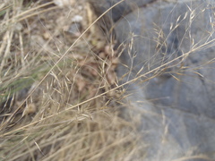 Muhlenbergia elongata