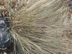 Muhlenbergia elongata
