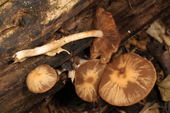Psathyrella spintrigeroides