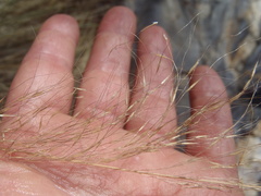 Muhlenbergia elongata