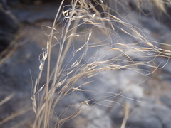 Muhlenbergia elongata