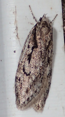 Semioscopis aurorella