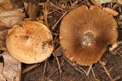 Inocybe dulciolens