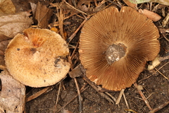 Inocybe dulciolens