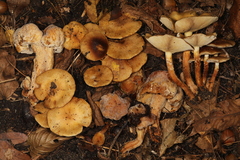 Pholiota angustipes