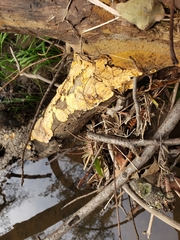 Fungi