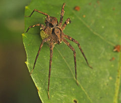 Ornodolomedes benrevelli
