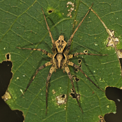 Ornodolomedes benrevelli