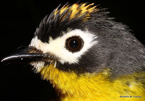 White-fronted Whitestart (Myioborus albifrons), photo 1