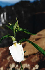 Pombalia communis