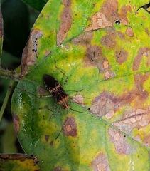 Hypselonotus lineatus