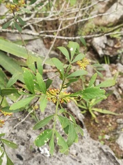 Fraxinus greggii