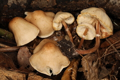 Lepiota neophana