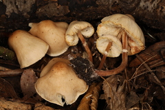 Lepiota neophana
