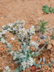 Vellereophyton