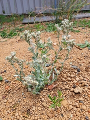 Vellereophyton