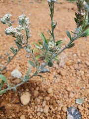 Vellereophyton