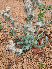 Vellereophyton