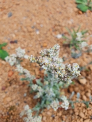 Vellereophyton