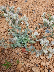 Vellereophyton