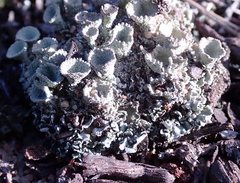 Cladonia carneola