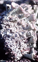 Cladonia carneola