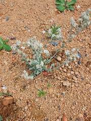Vellereophyton