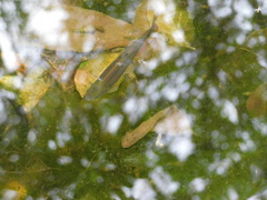 Lebiasina bimaculata