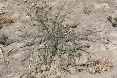Polygonum aviculare depressum