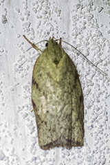 Euchaetis