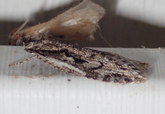 Semioscopis aurorella