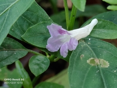 Ruellia repens