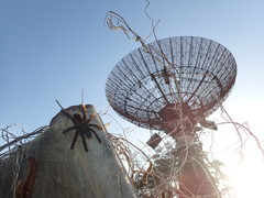 Avicularia avicularia