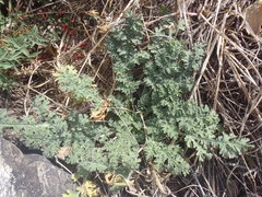 Hedosyne ambrosiifolia