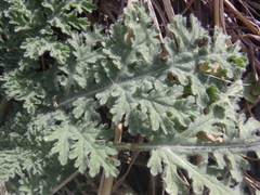 Hedosyne ambrosiifolia