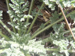 Hedosyne ambrosiifolia