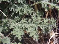 Hedosyne ambrosiifolia