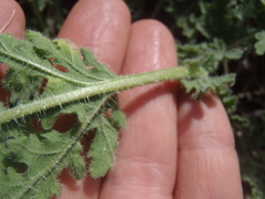 Hedosyne ambrosiifolia