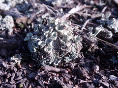Cladonia carneola