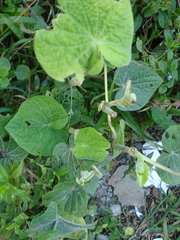 Piper umbellatum