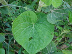 Piper umbellatum