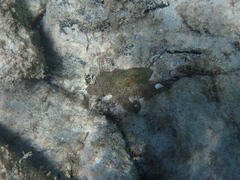 Octopus djinda