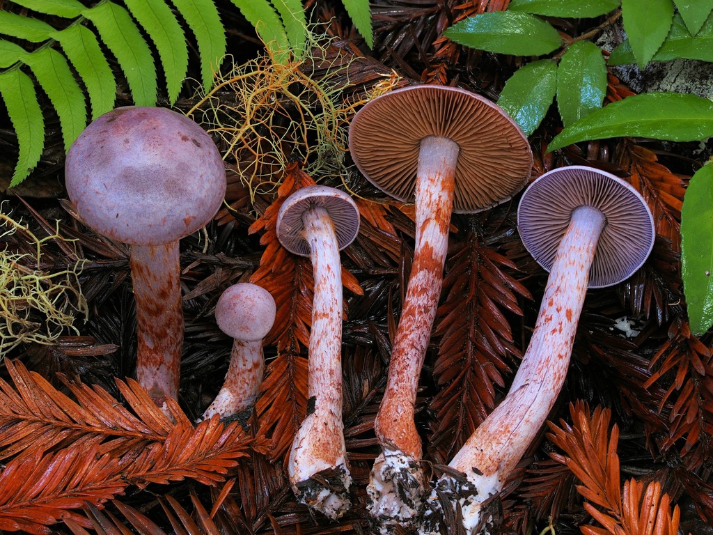 Cortinarius sp. 'mendocinensis'
