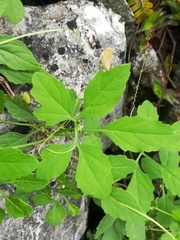 Cyclanthera dissecta