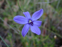 Agrostocrinum hirsutum