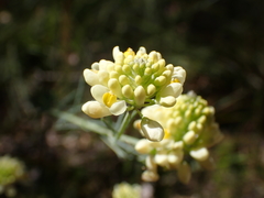 Comesperma flavum